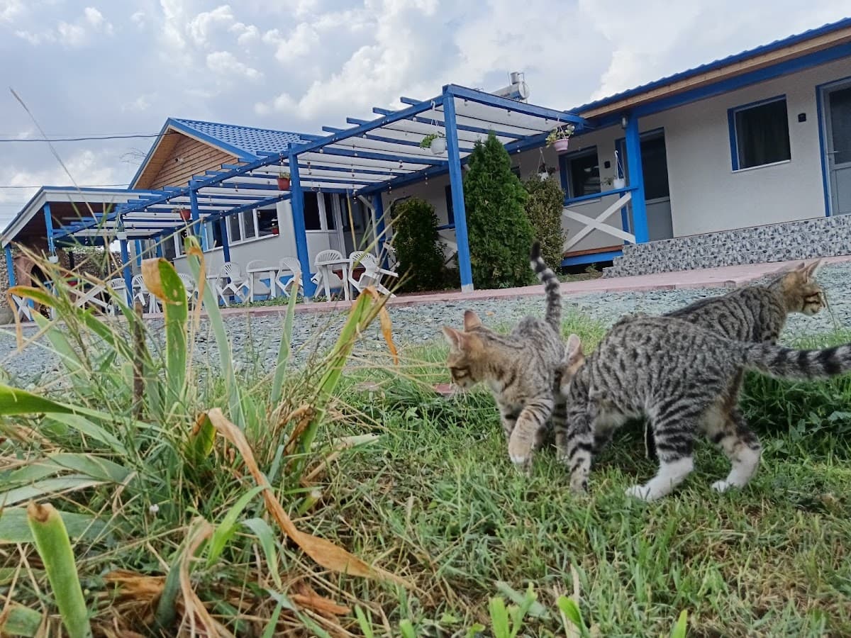 Pensiunea Blue House Vadu 2