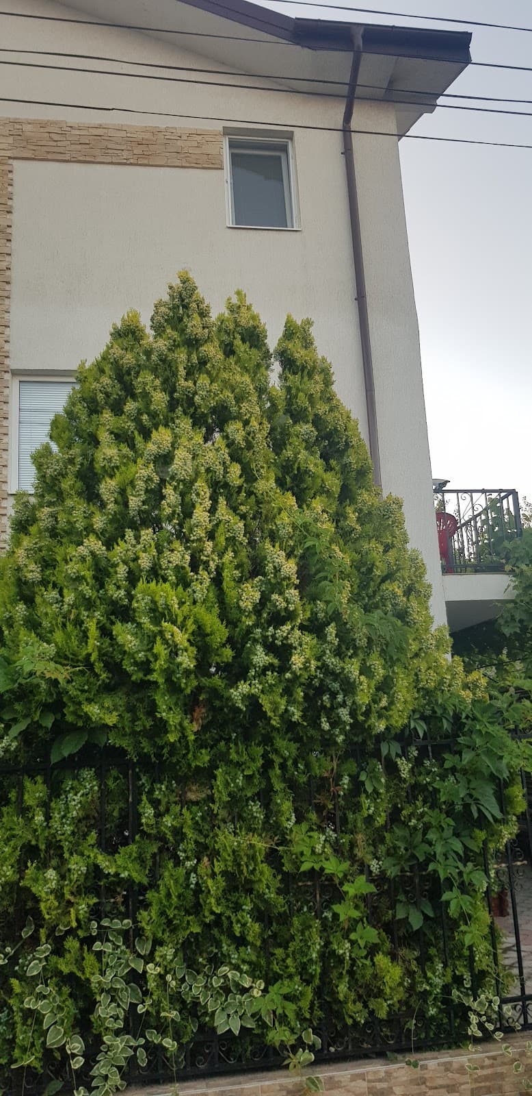 Vila Vacanța Costinești 2