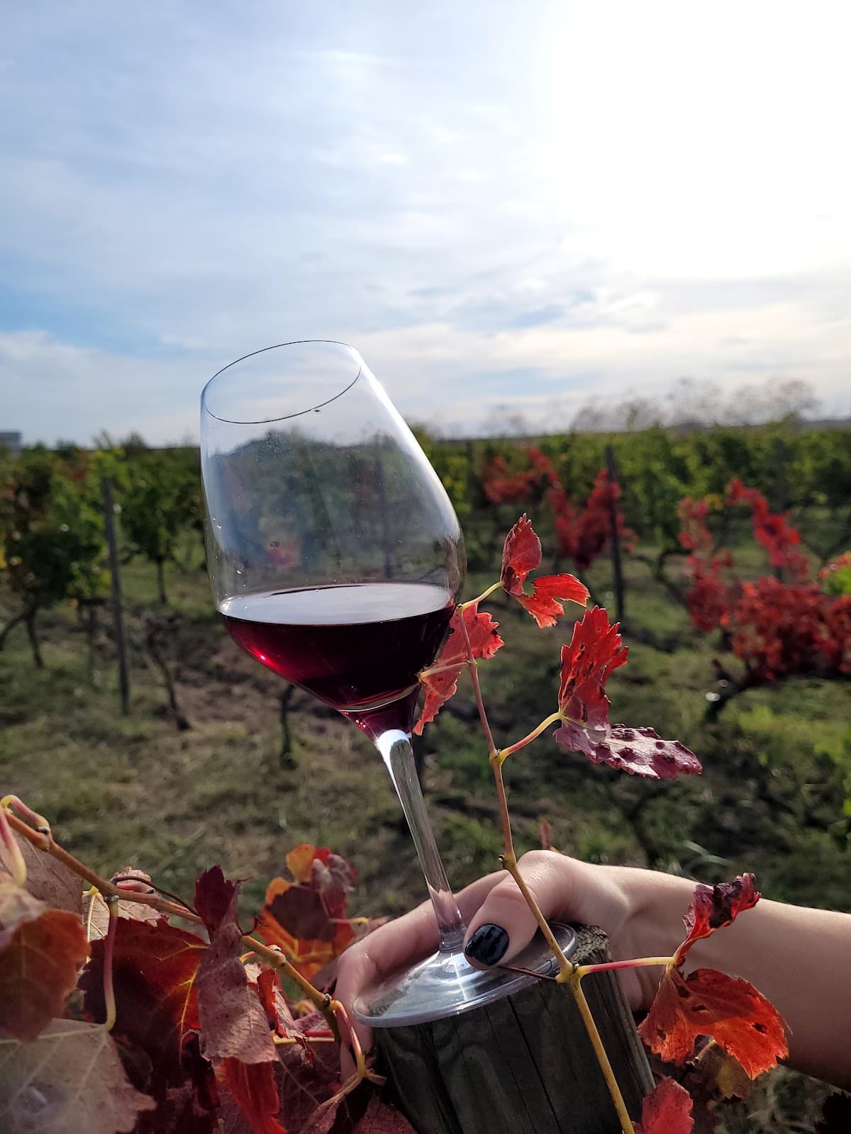 Domeniile Clos des Colombes 2